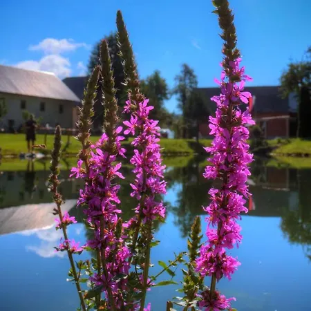 Camping Glamping Vrhovc Zelezniki
