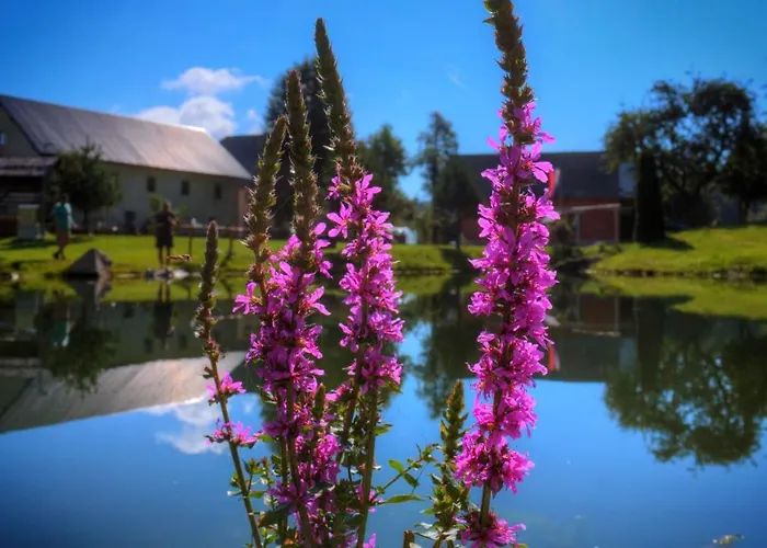 Kemping Glamping Vrhovc Zelezniki